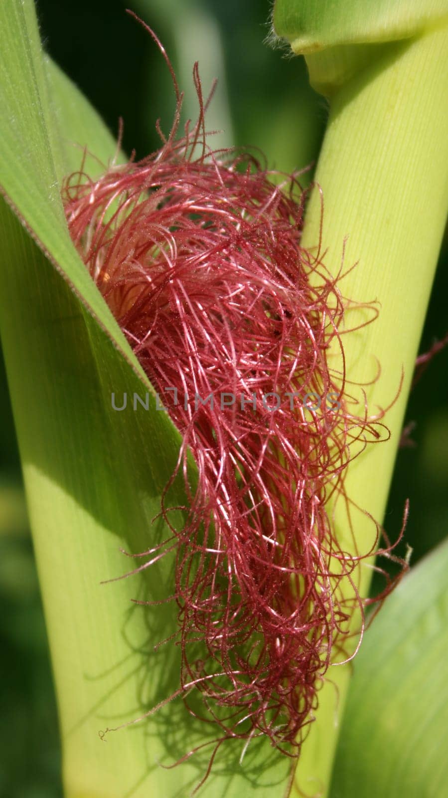 Corn blossom