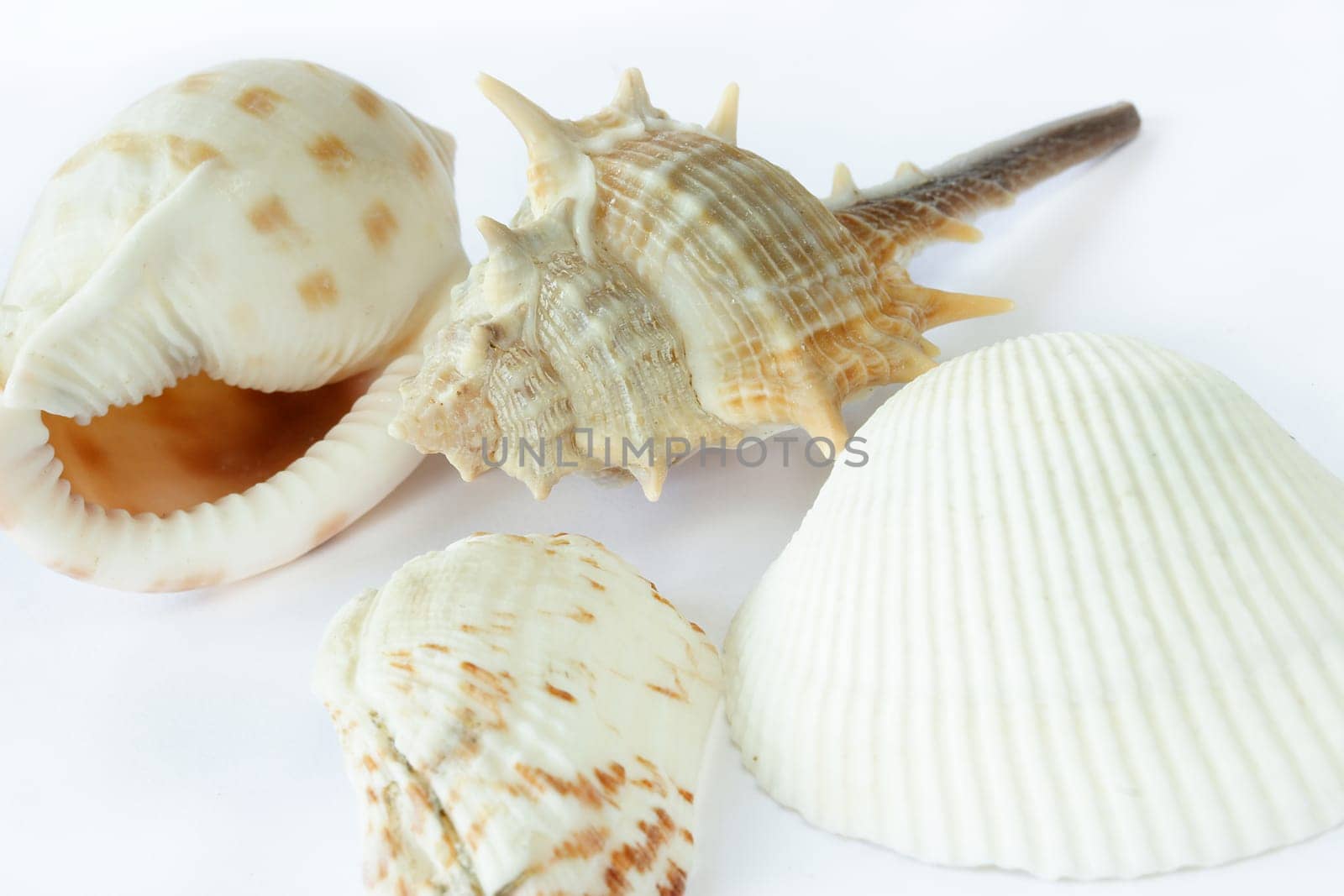 Mussels