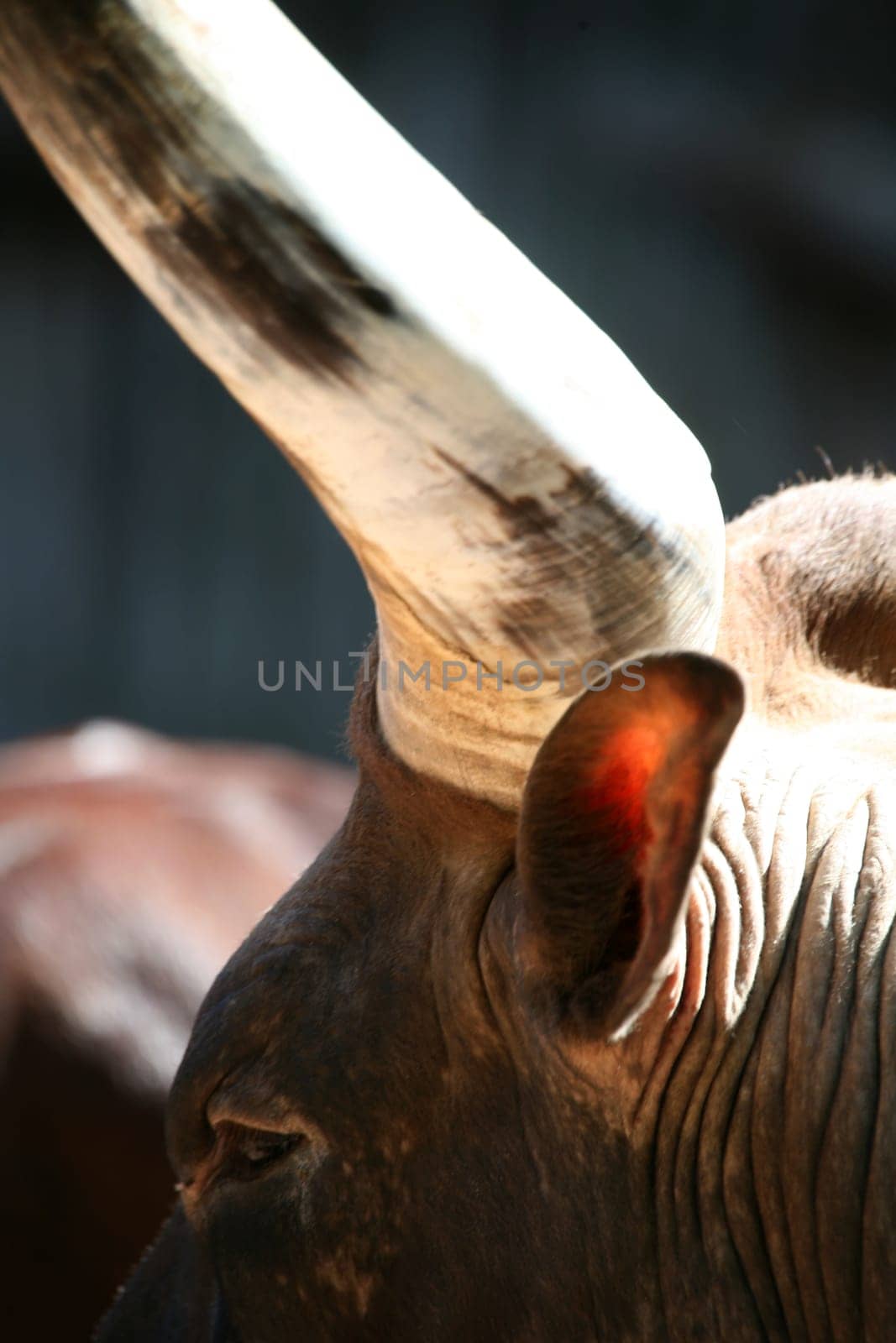 Massive horns