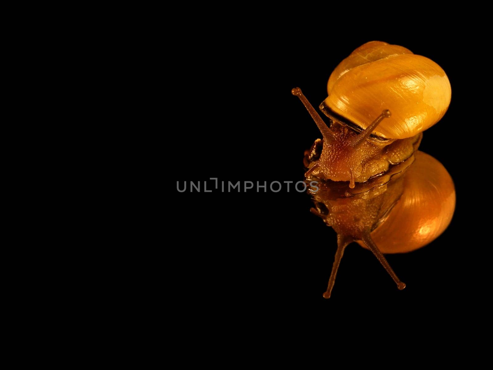 Mirrored snail
