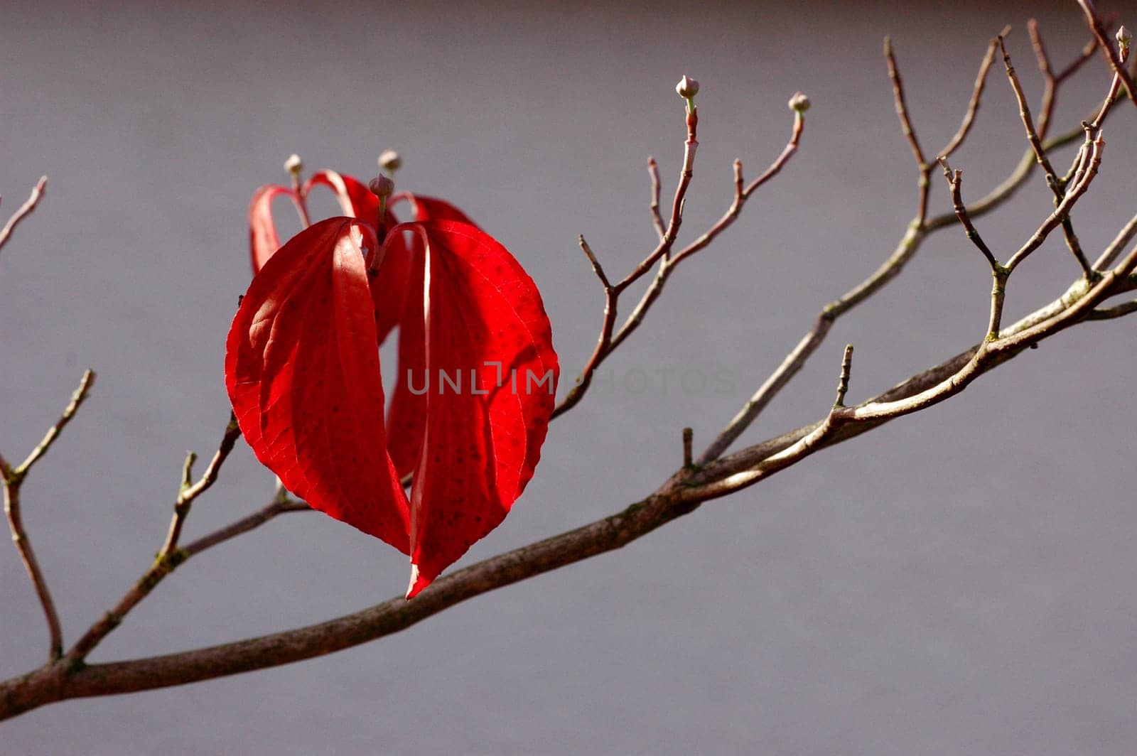 Autumn leaf