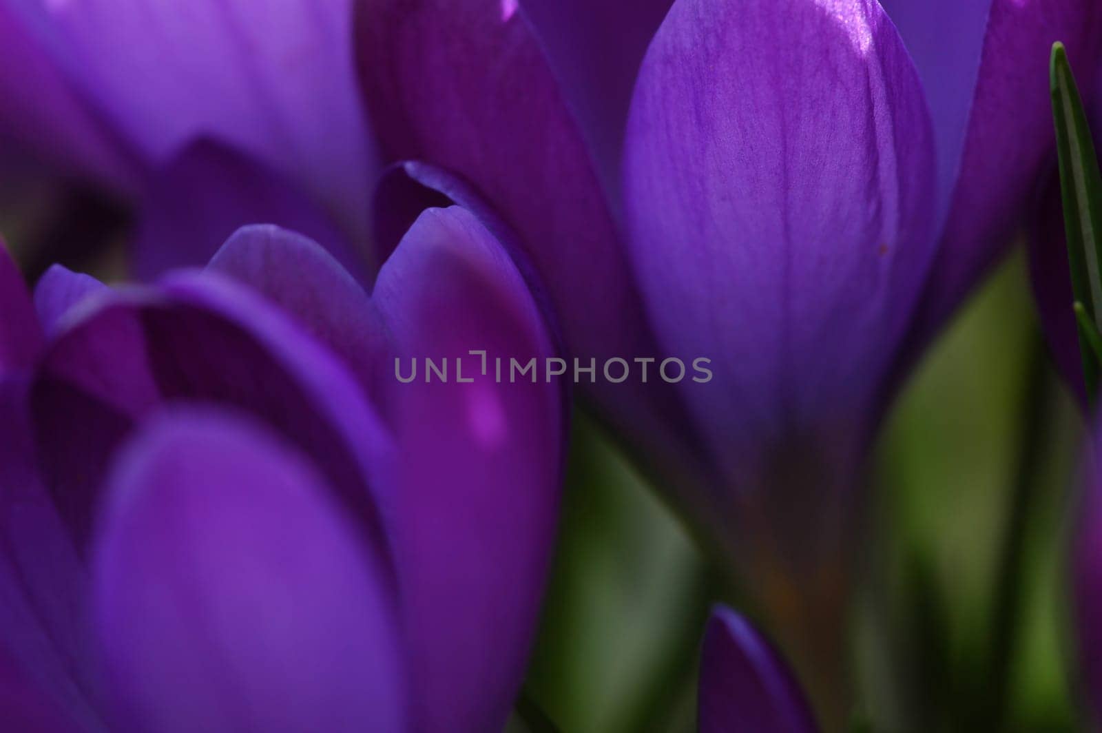 Crocus