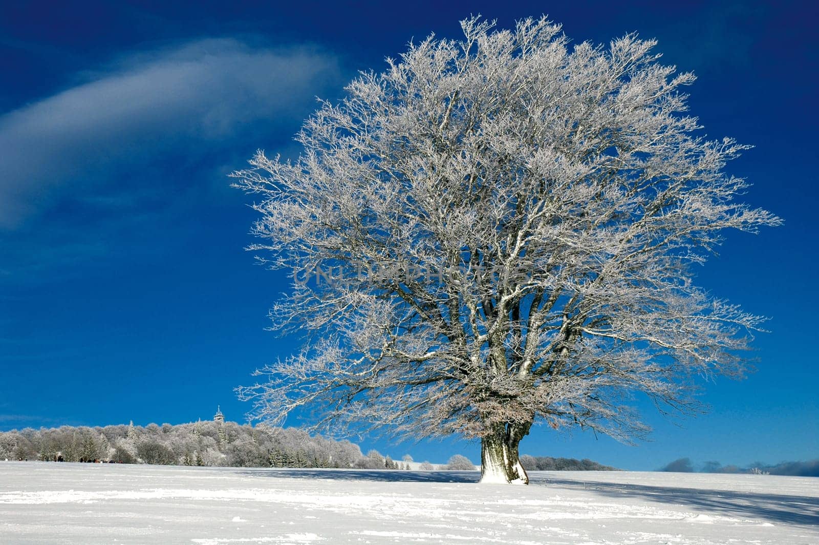 Winter Landscape 31