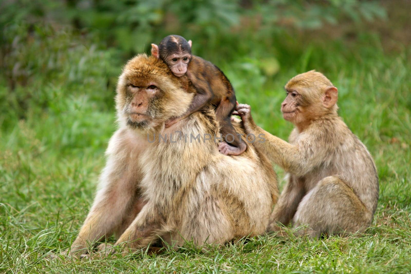 Family ties