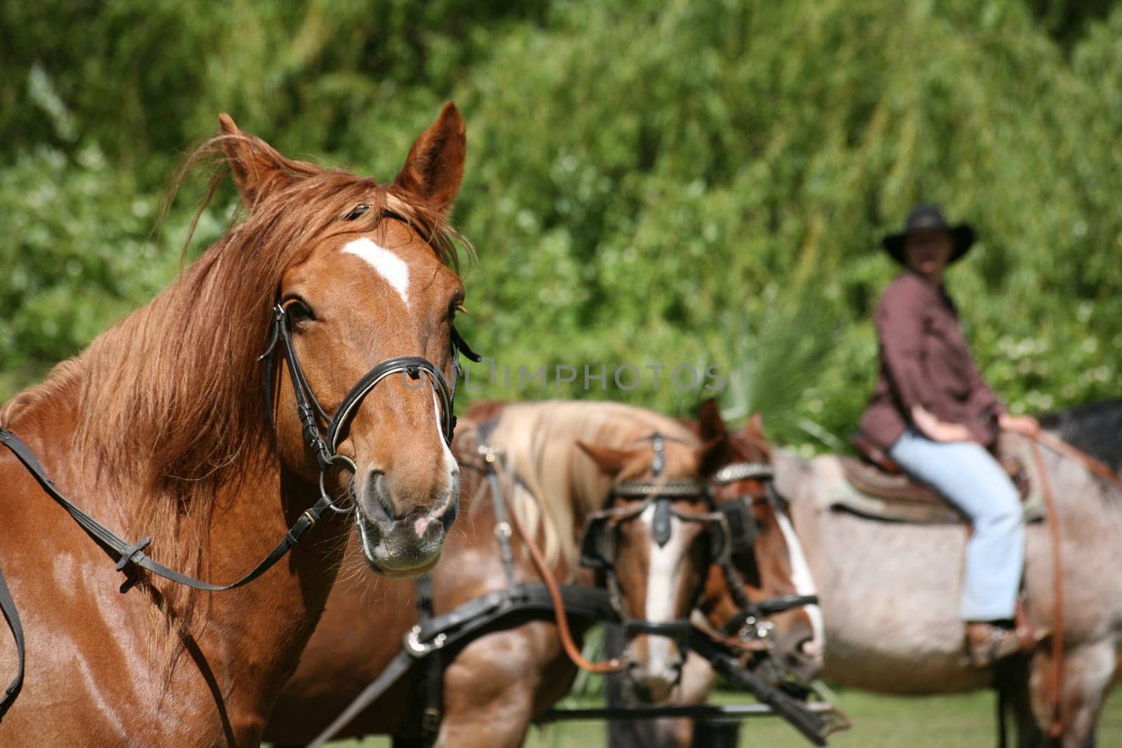 Carriage horses