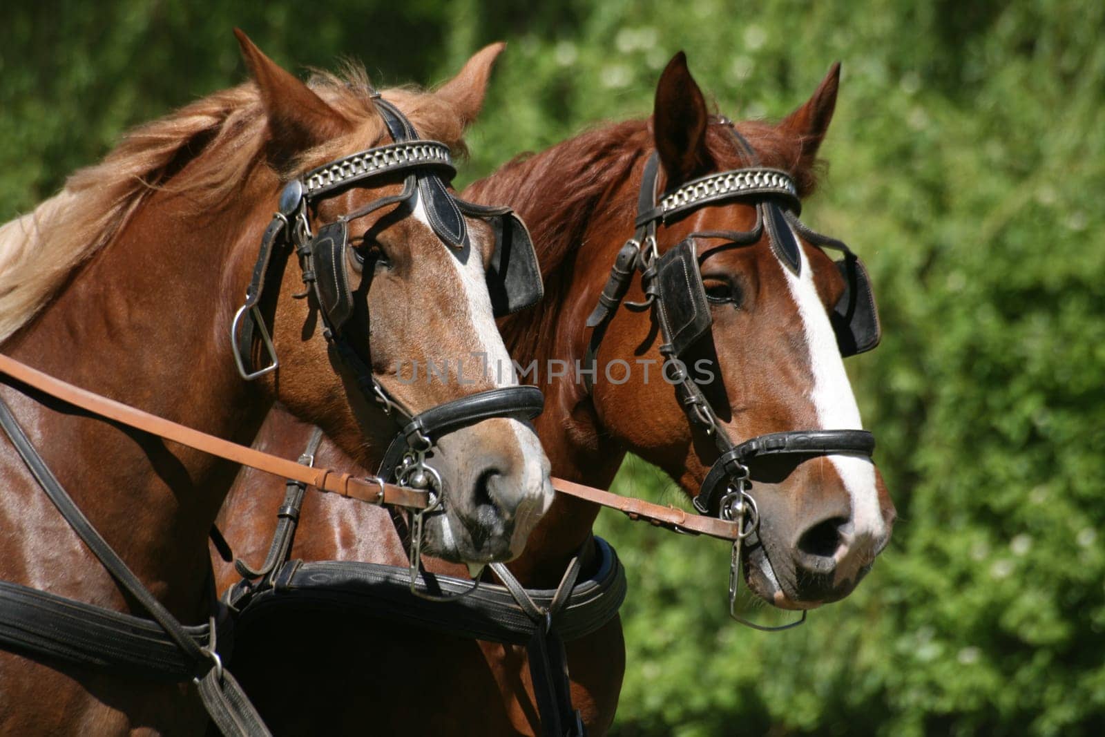 Carriage horses