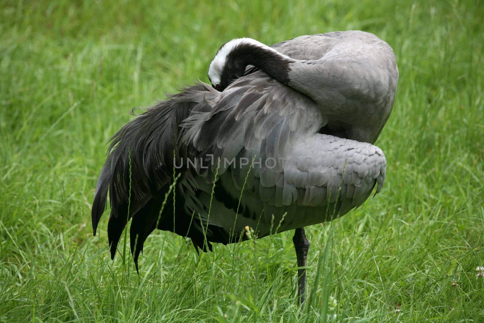 Common crane