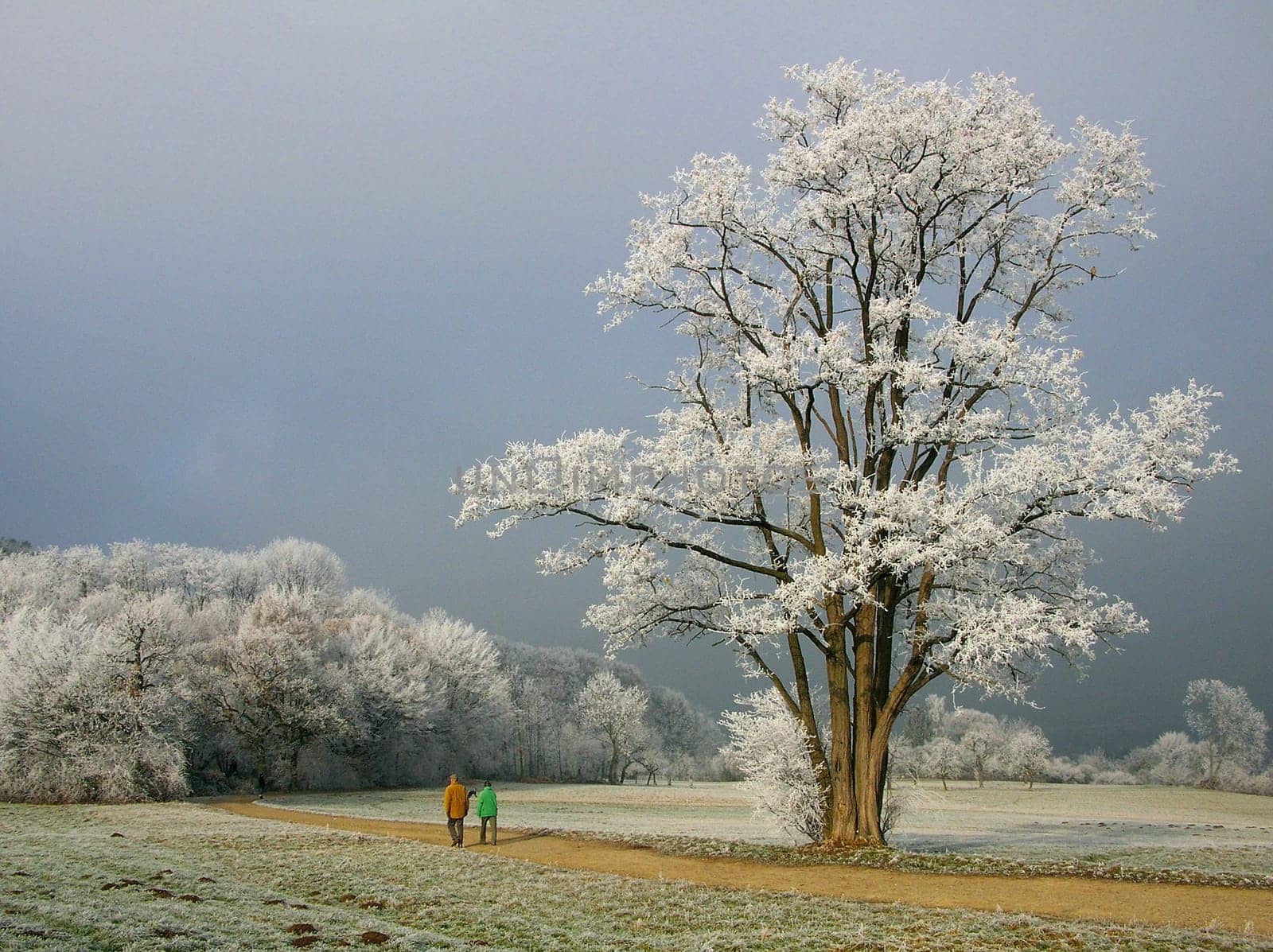Winter walk