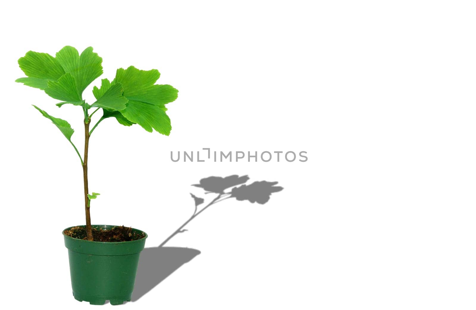 smalltree