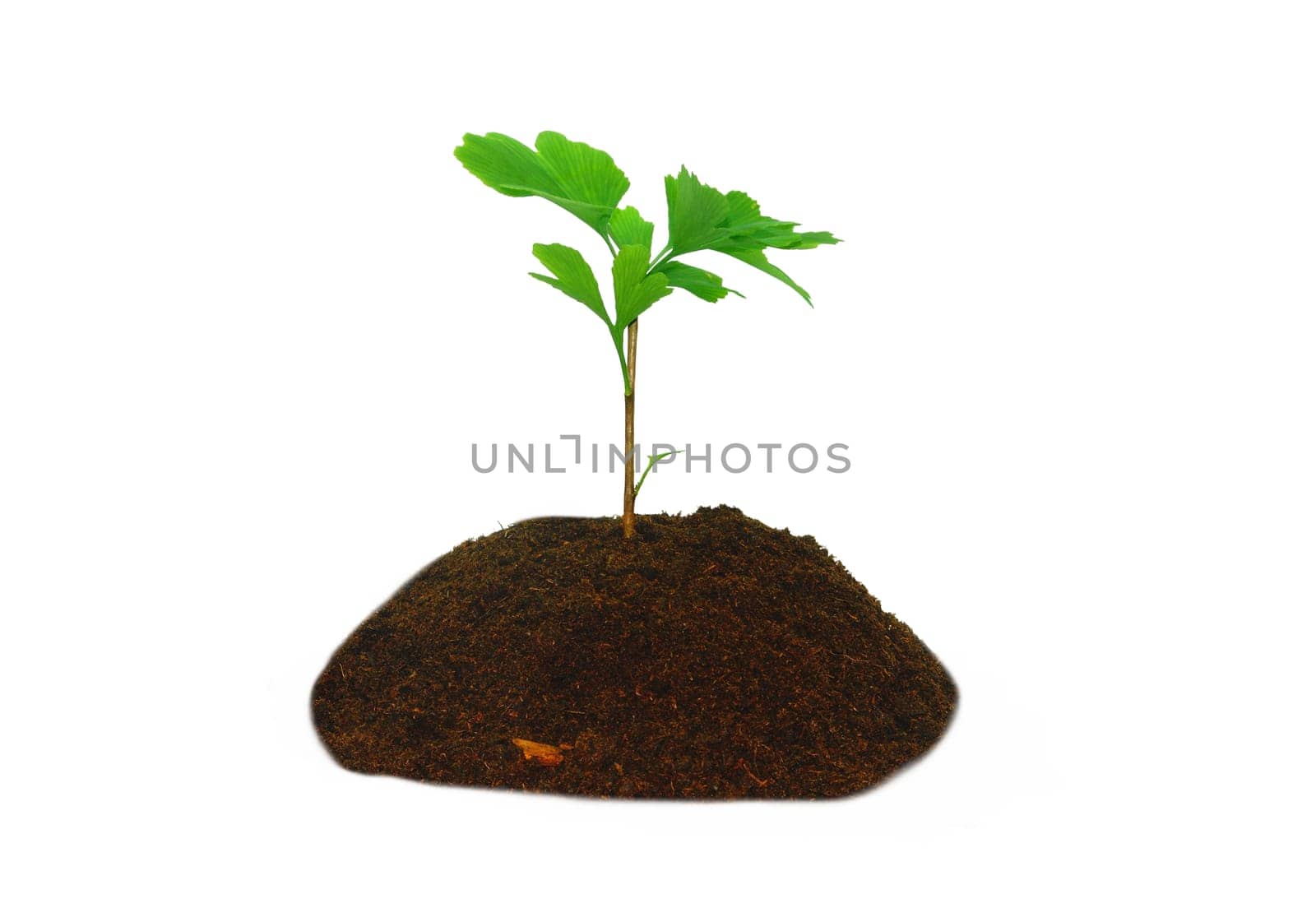 greenplant