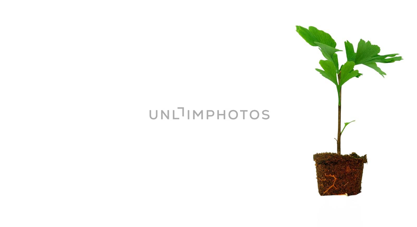 Sapling