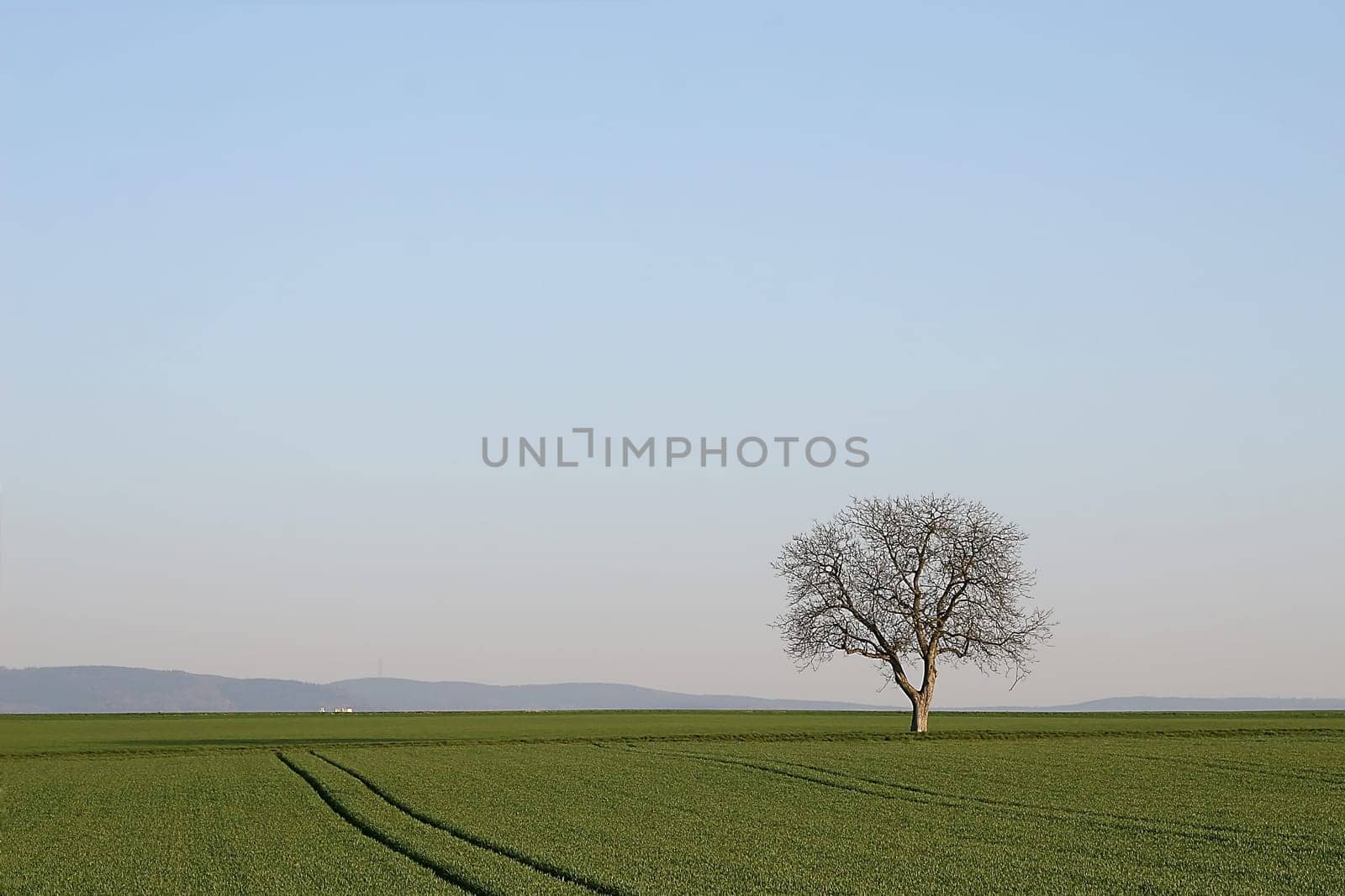 Tree series Pos.1B on 28.03.07