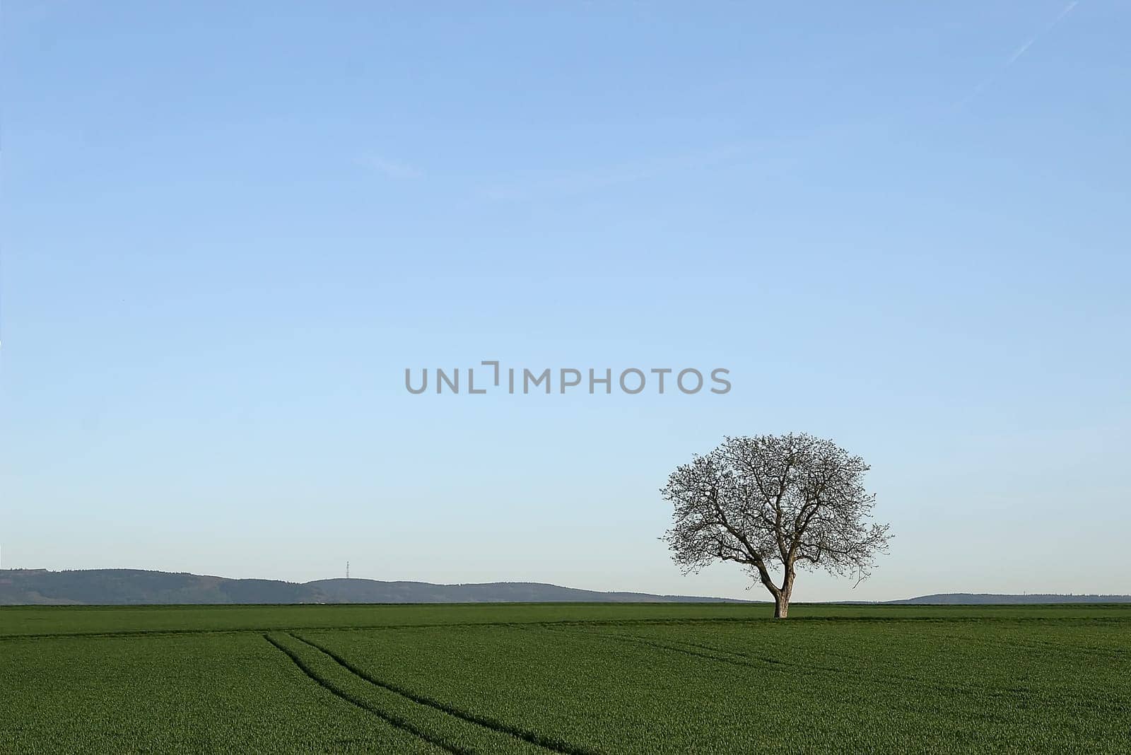 Tree series Pos.1B on 16.04.07