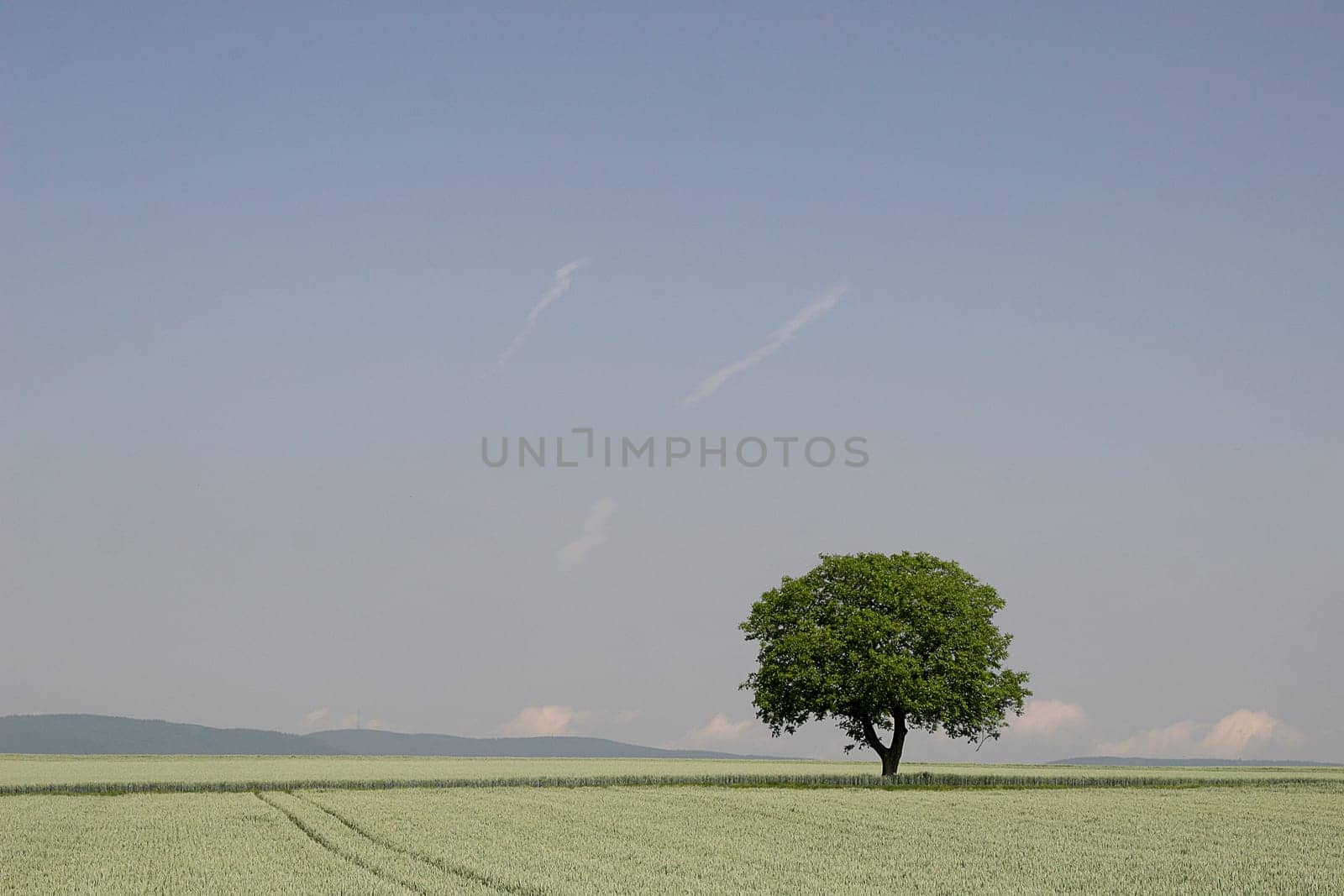 Tree series Pos.1B on 25.05.07