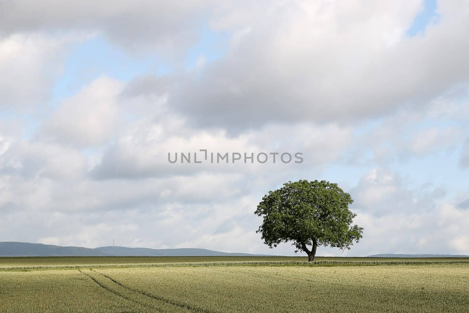 Tree series Pos.1B on 16.06.07