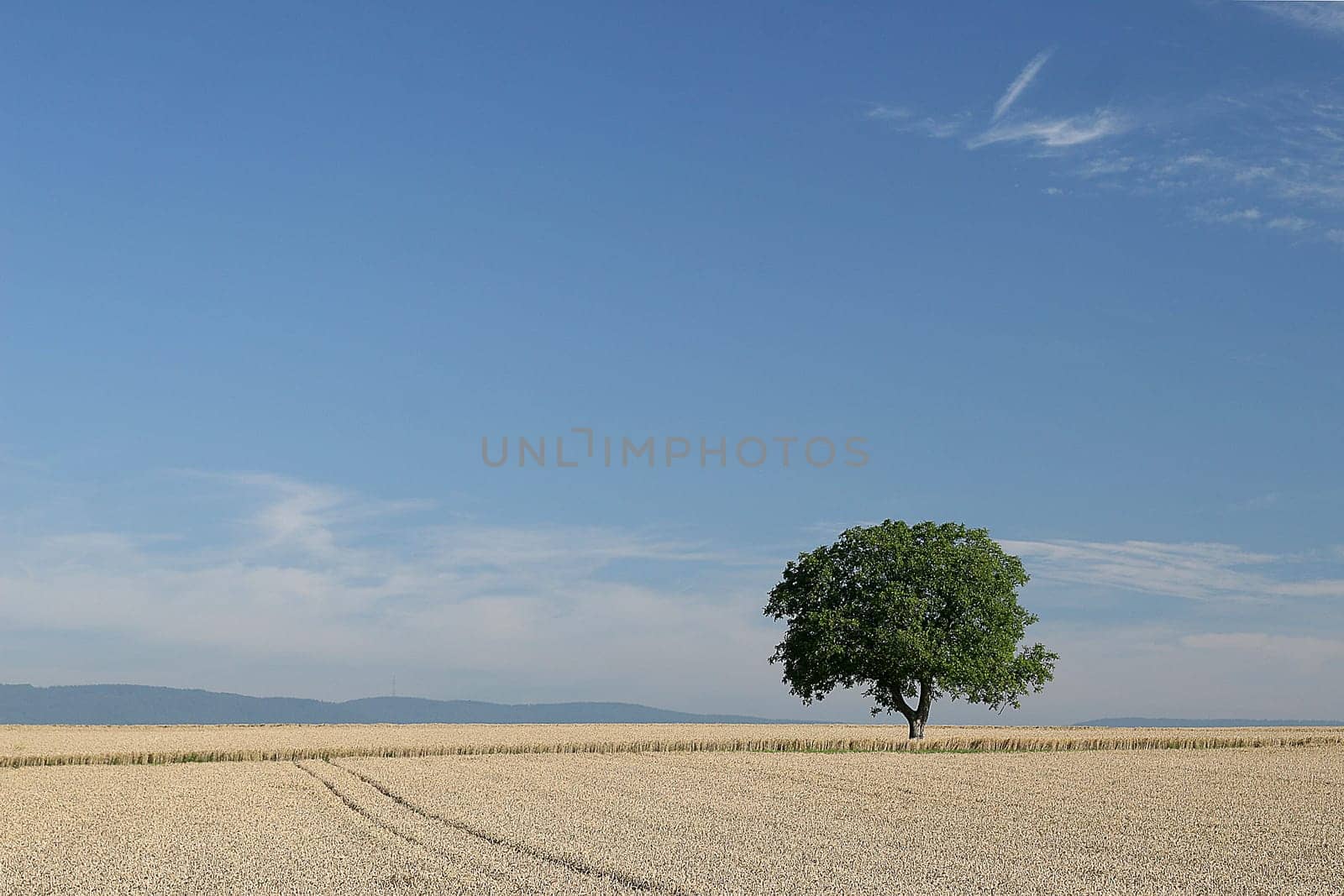 Tree series Pos.1B on 14.07.07