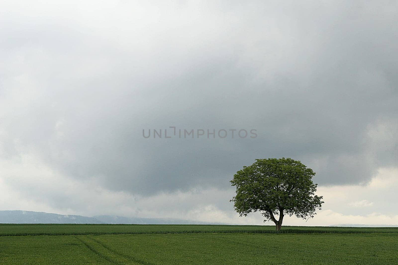 Tree series Pos.1B on 17.05.07