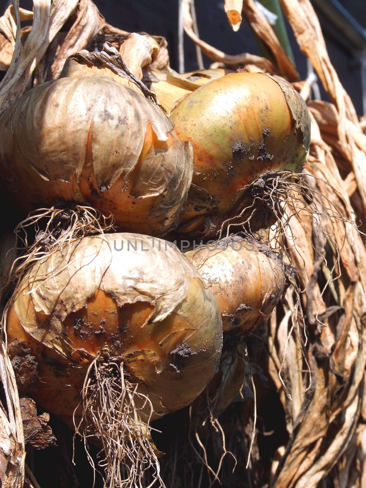 Onions