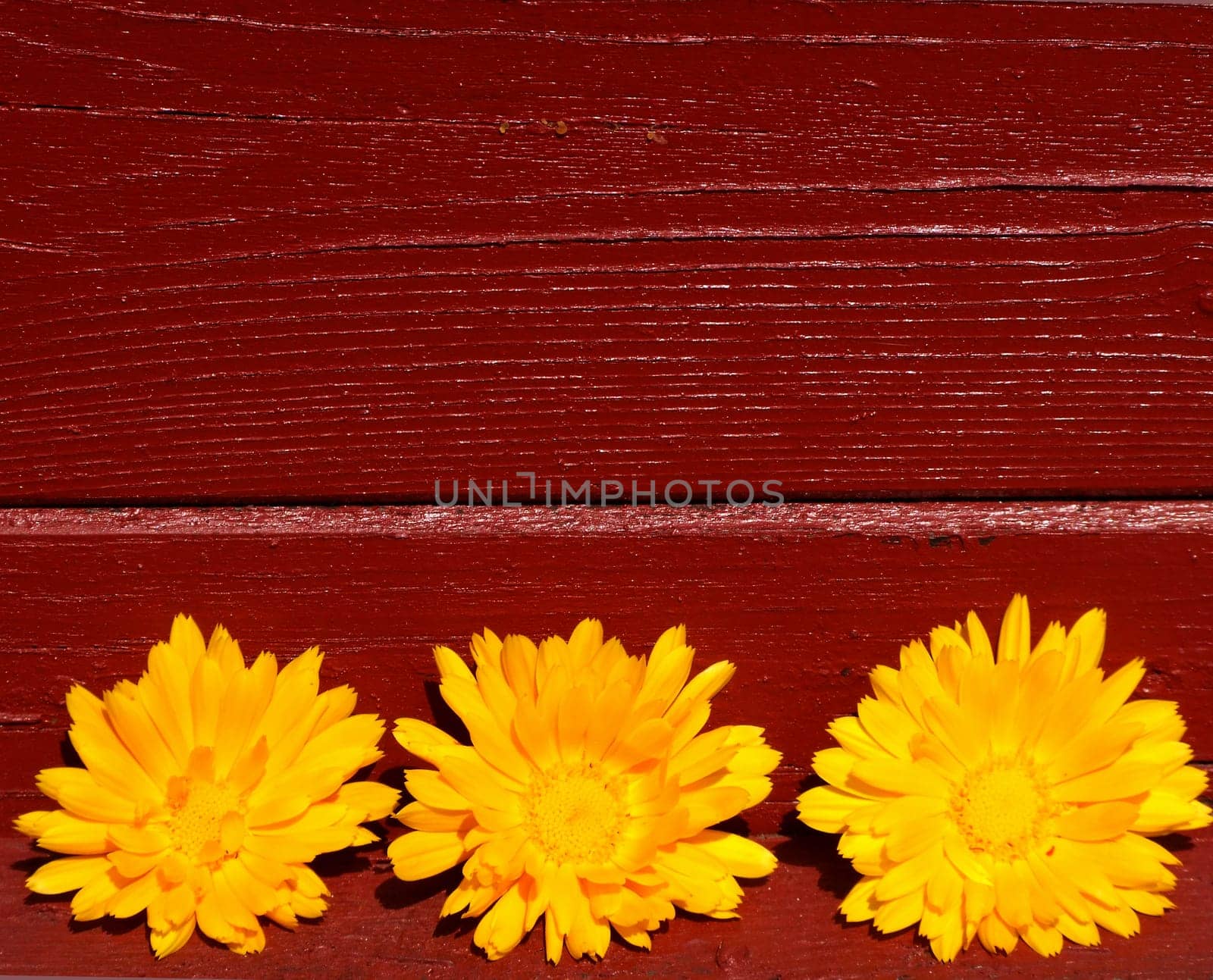 Trio of marigolds