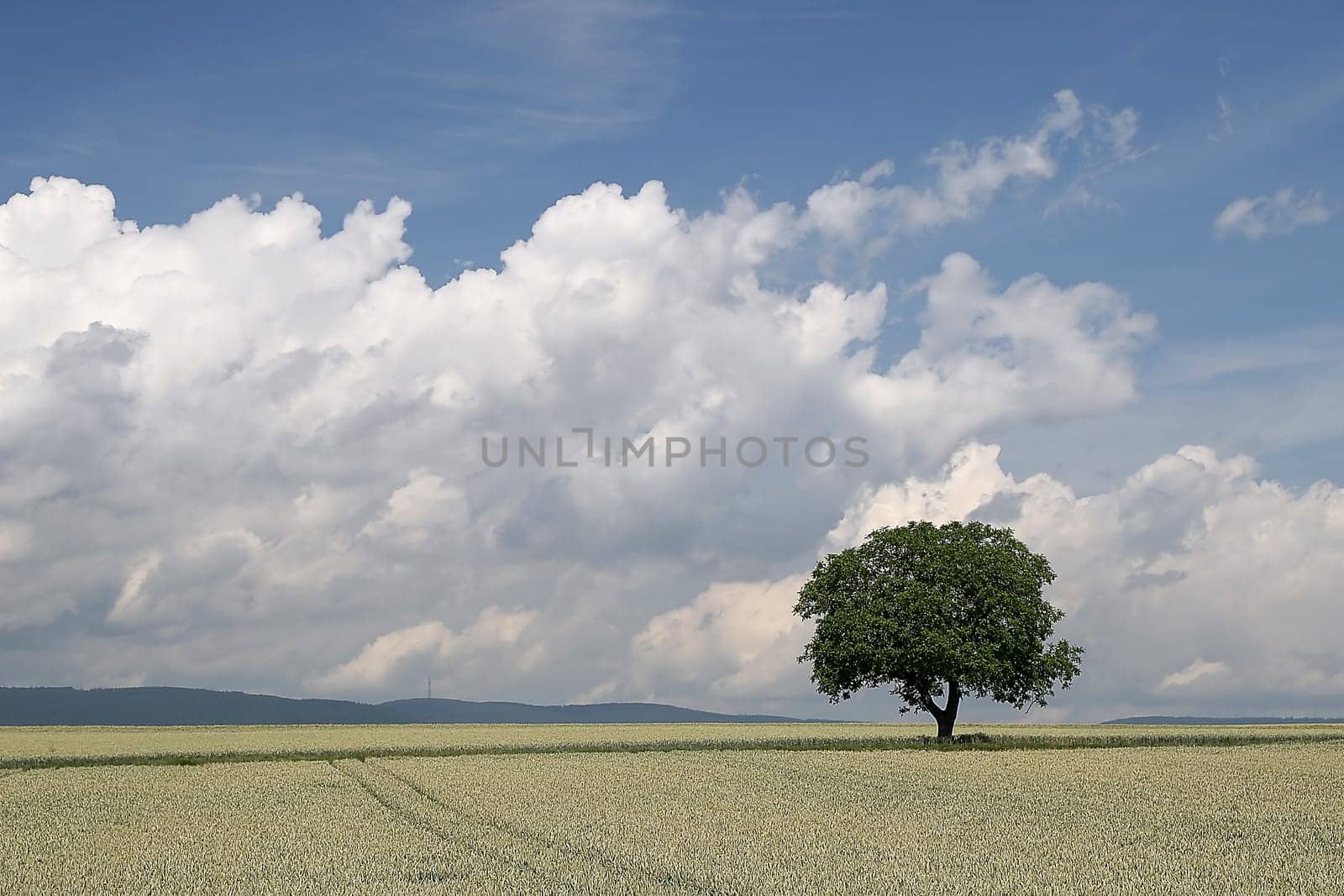 Tree series Pos.1B on 19.06.07
