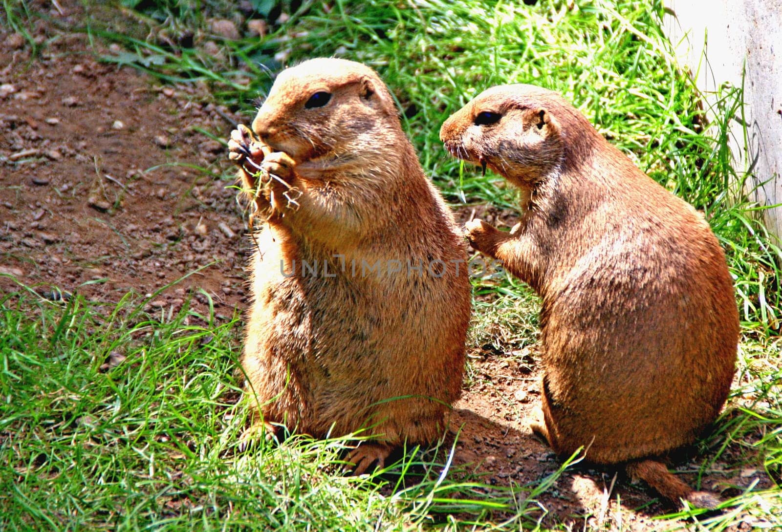 Prairie dogs