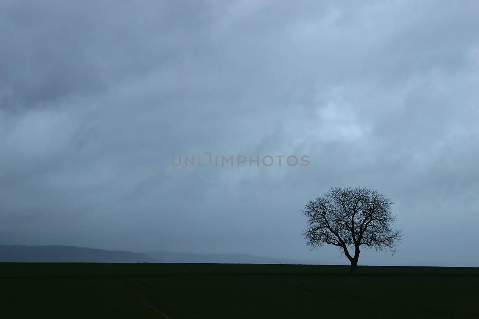 Tree series Pos.1B on 20.01.07