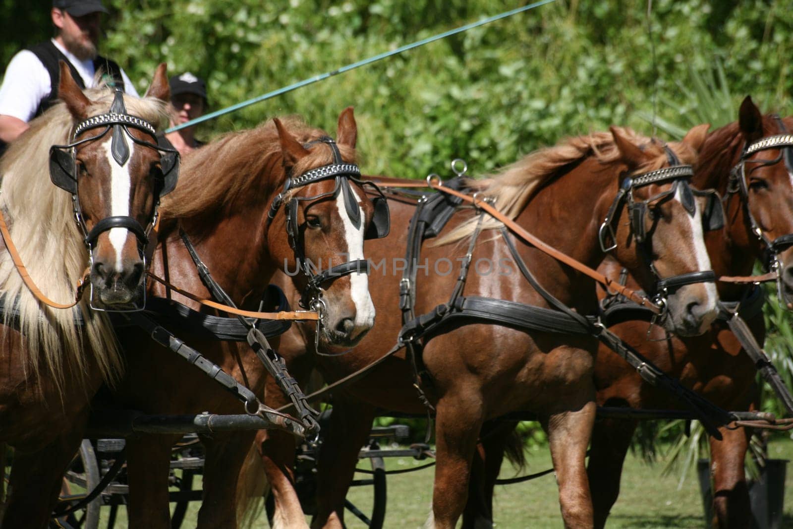 Carriage horses