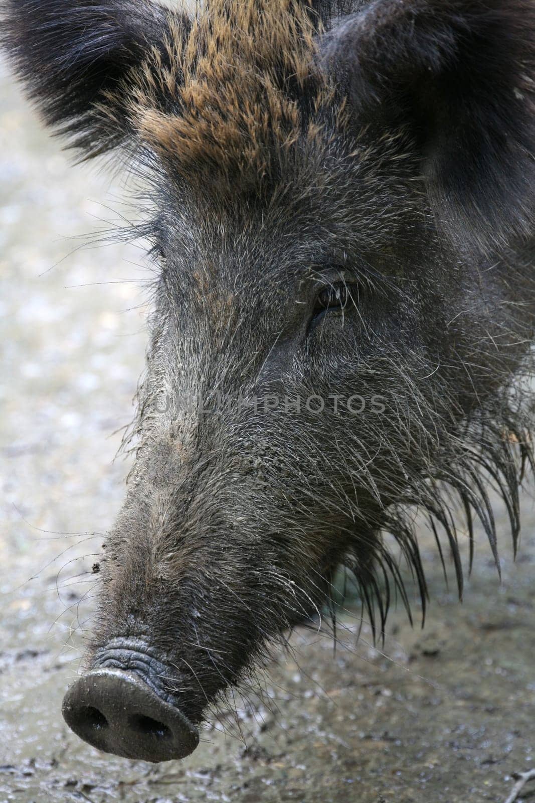Wild boar