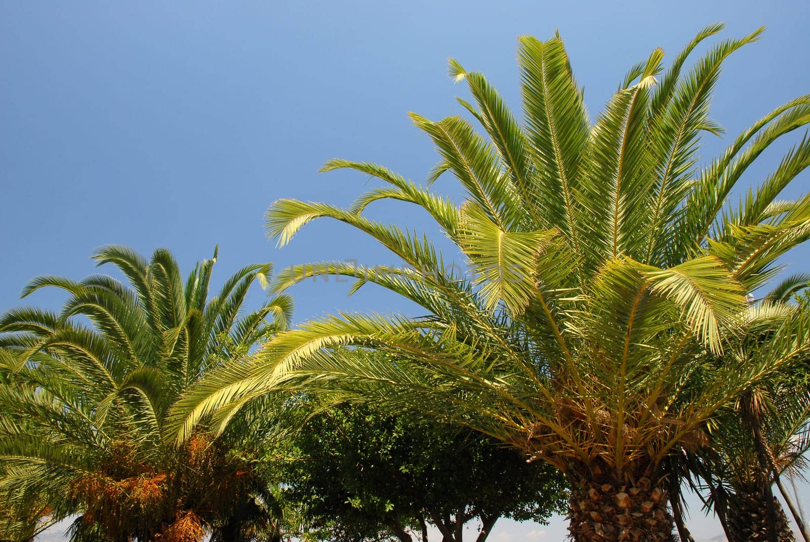 Palm trees under a blue sky