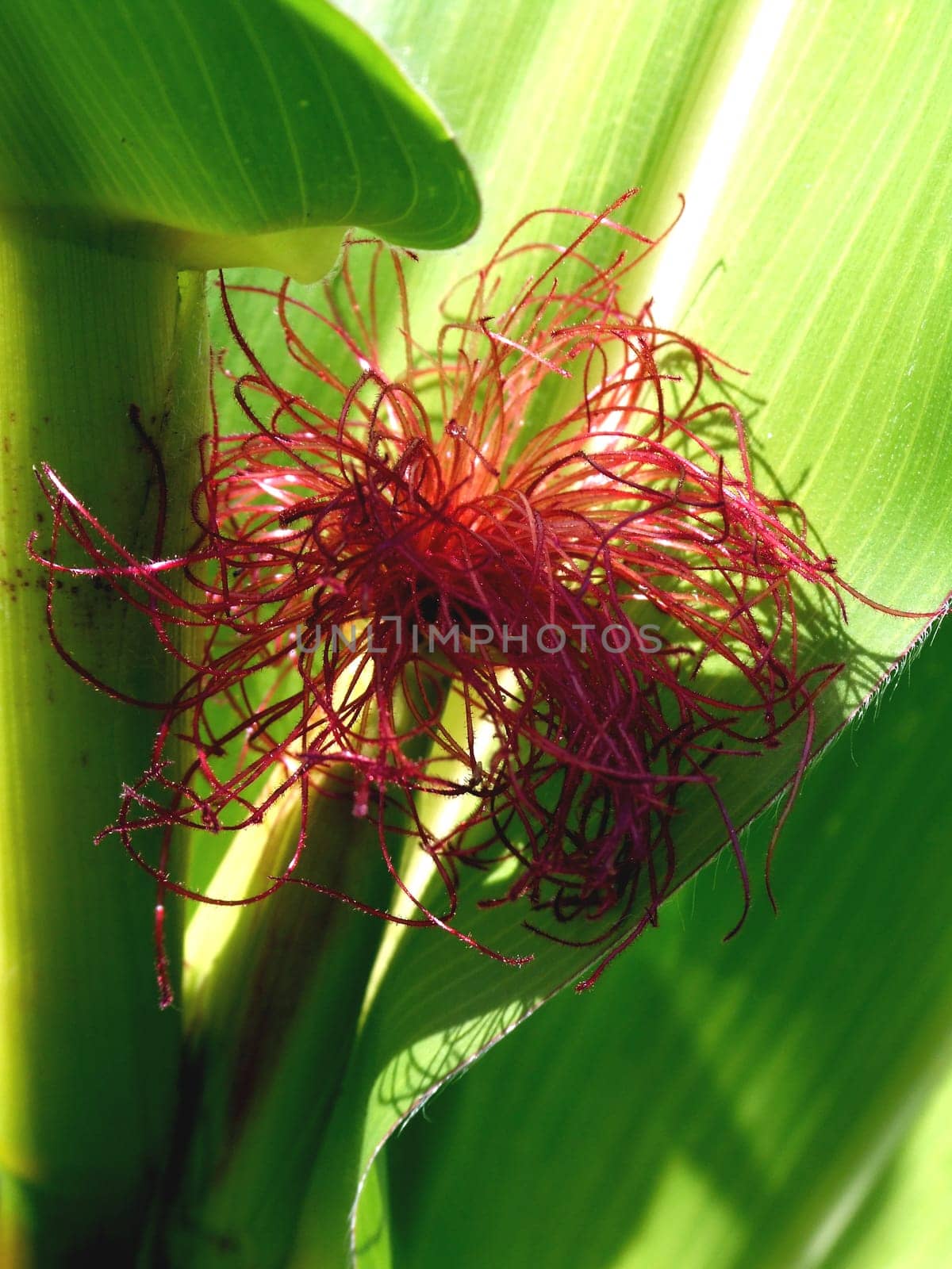 Corn blossom