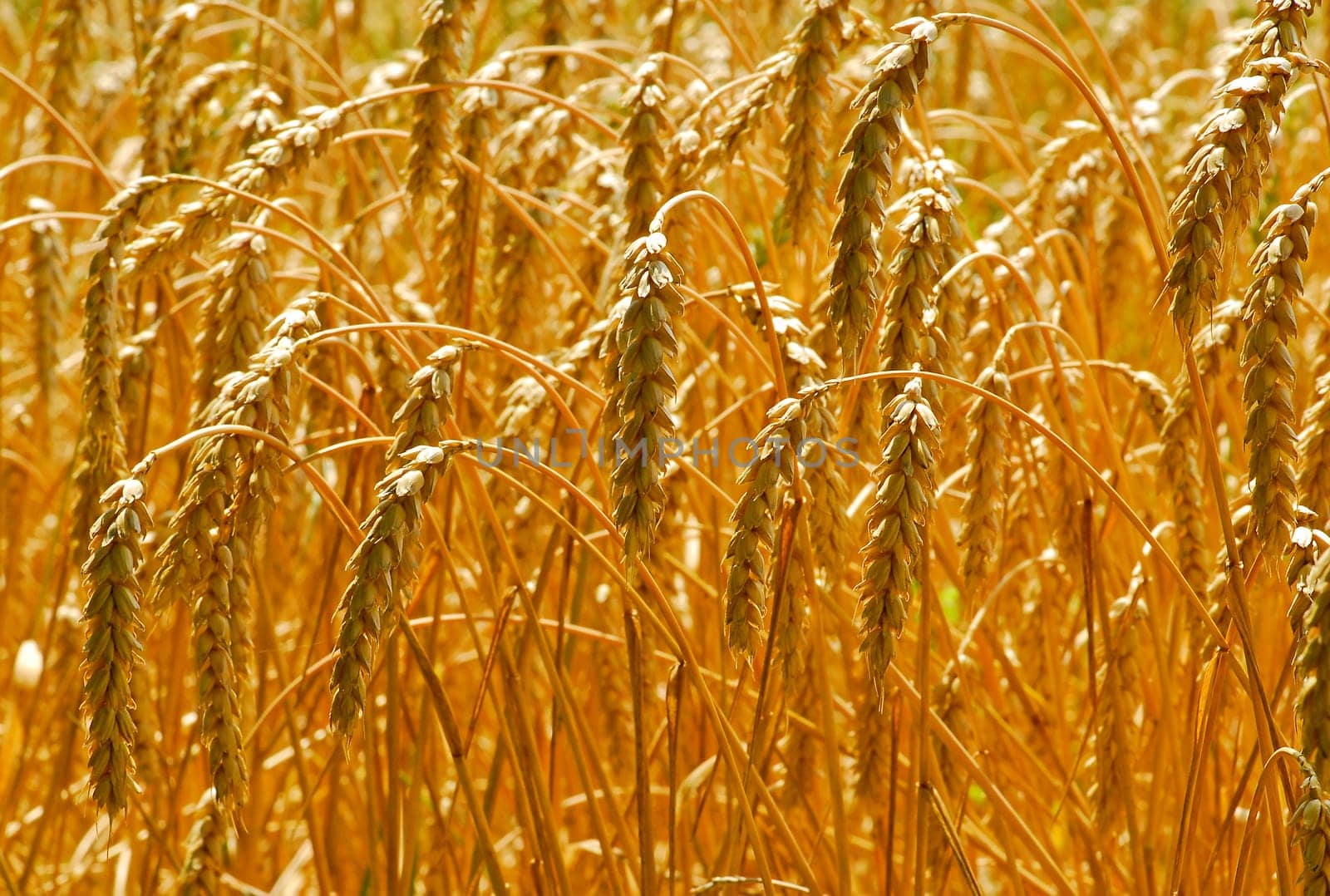 Edible gold