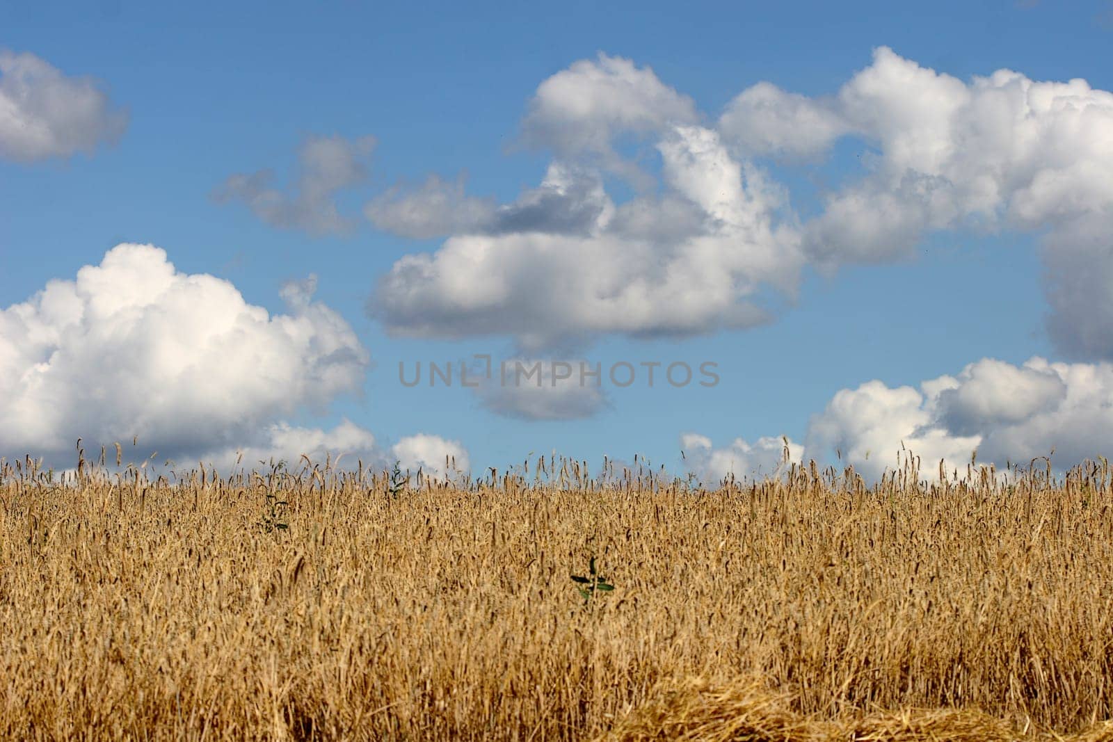 Cornfield