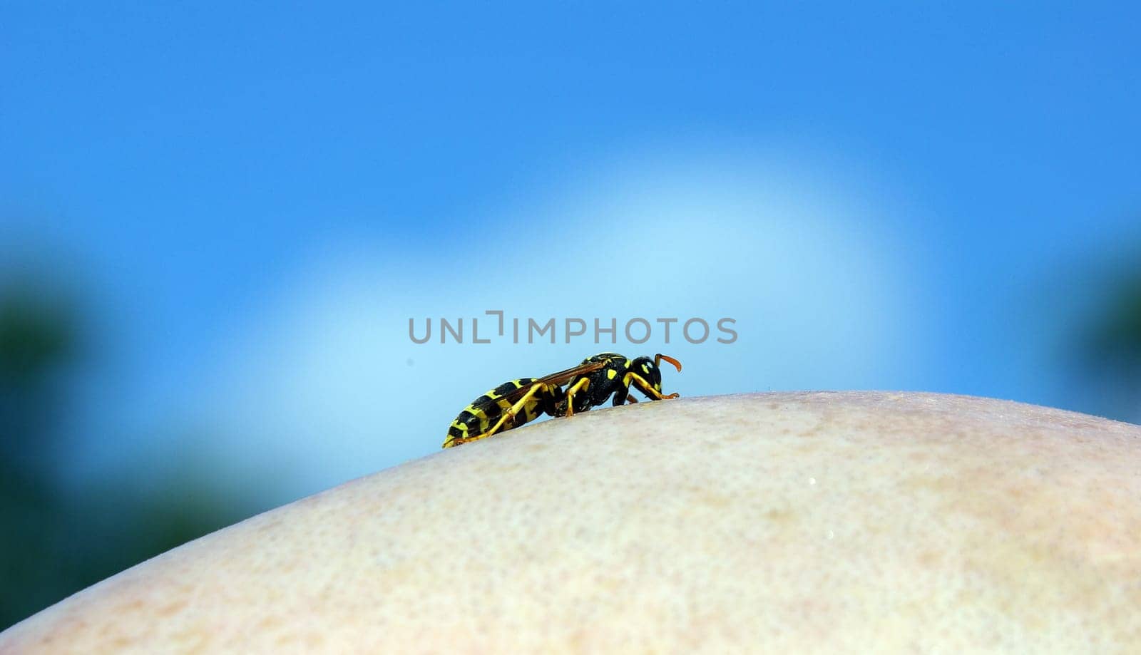 Unfortunately,the wasp only sat bald for one picture.