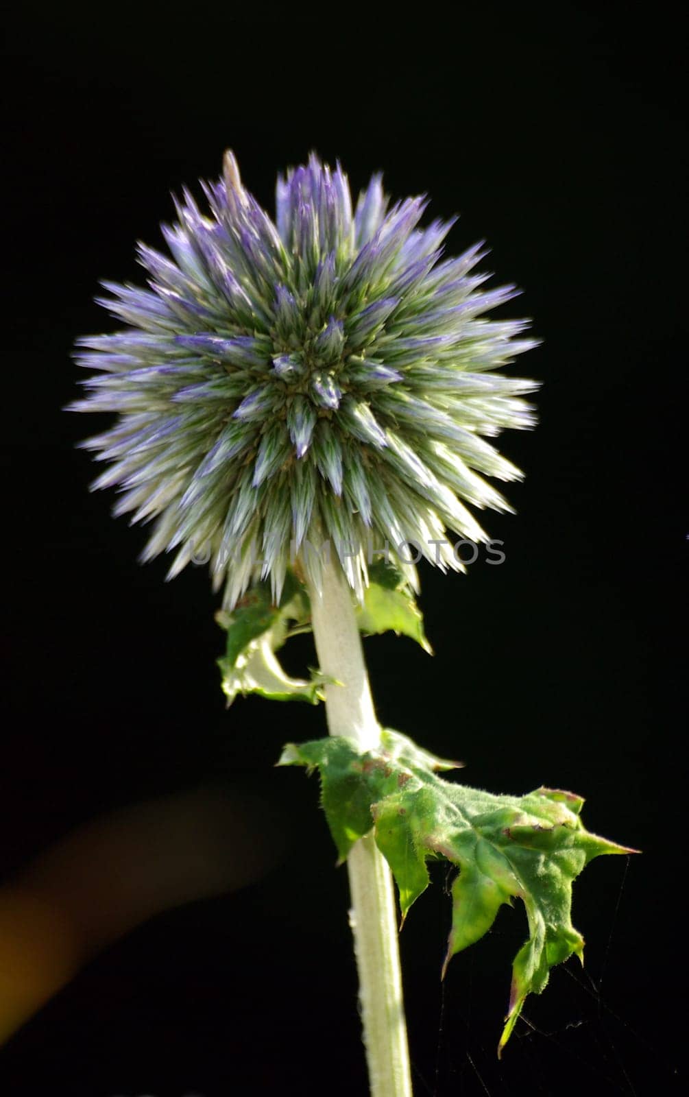Silver thistle