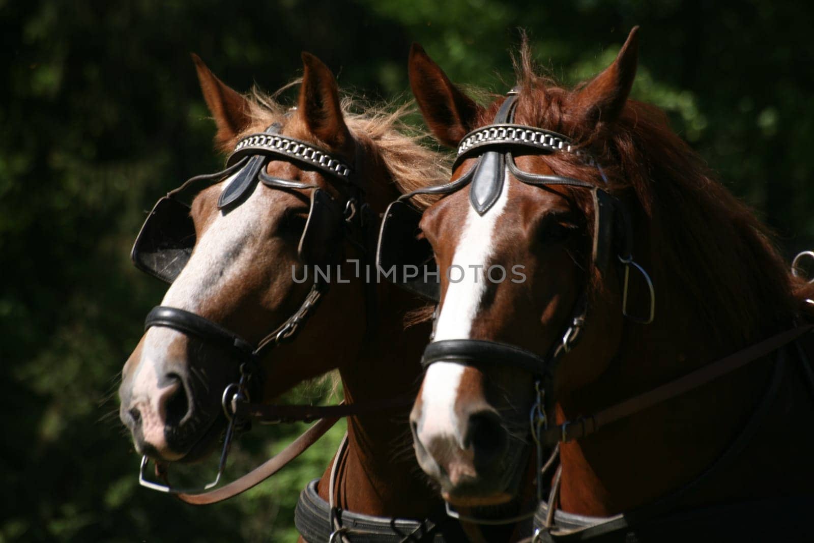 Carriage horses
