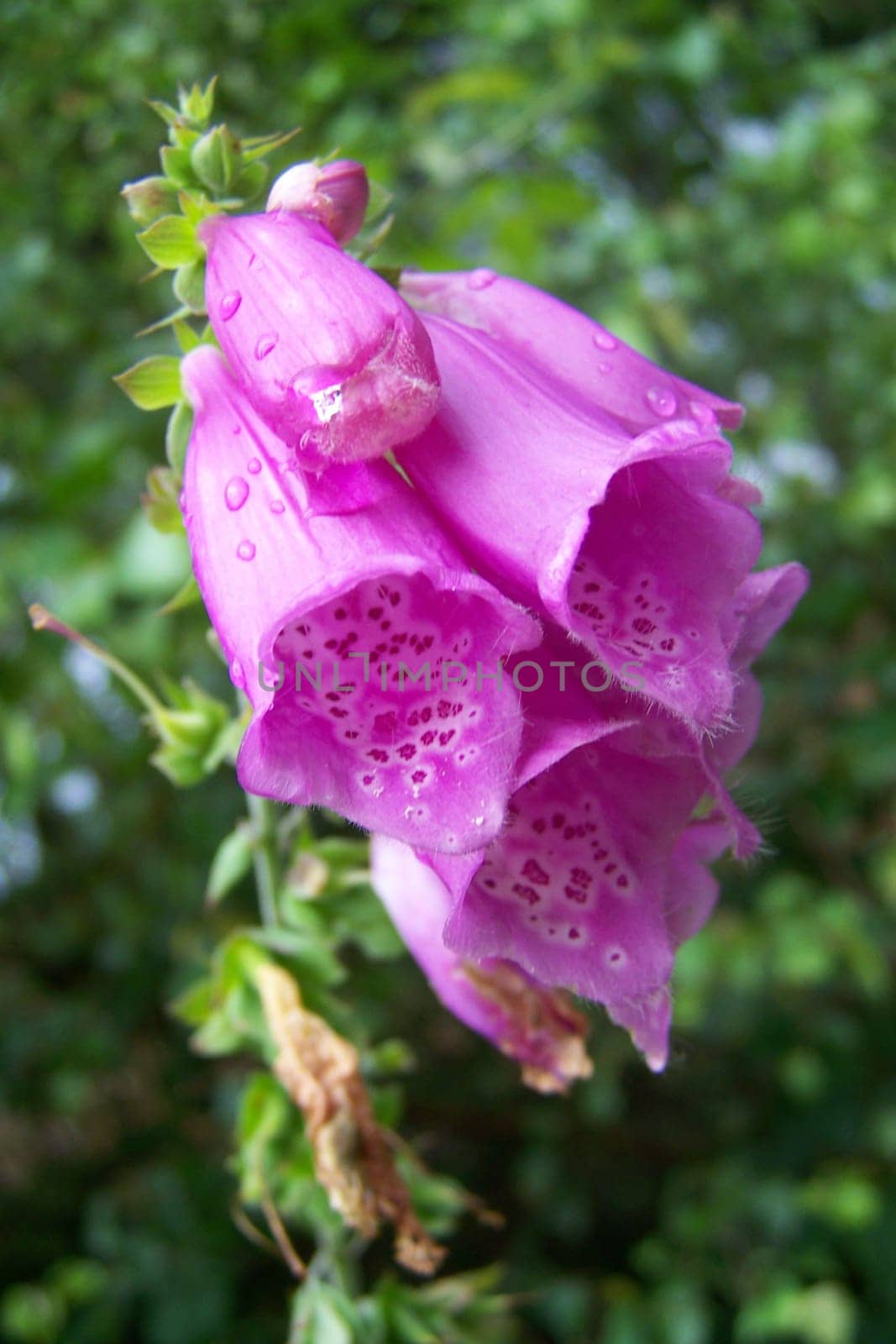 Animal flower