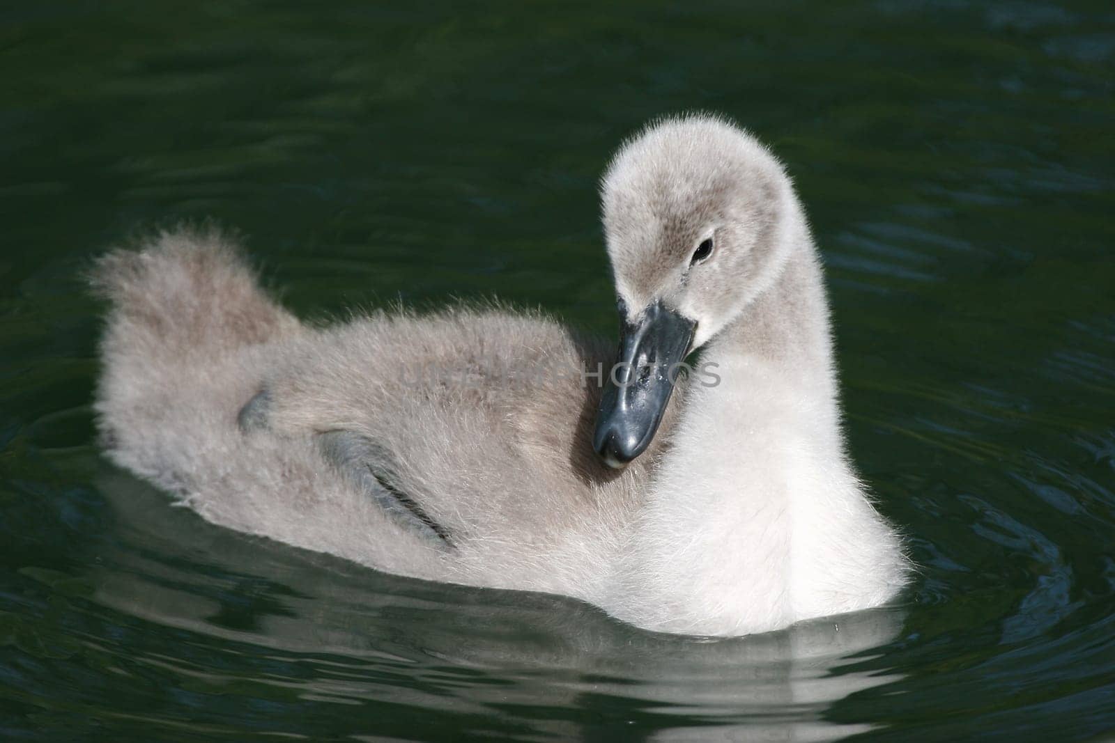 little swan