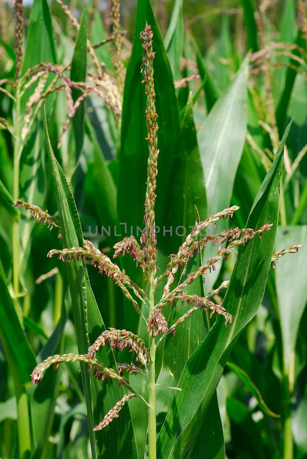 Corn blossom