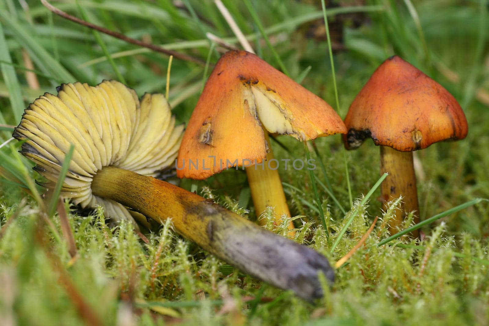 Conical waxy cap