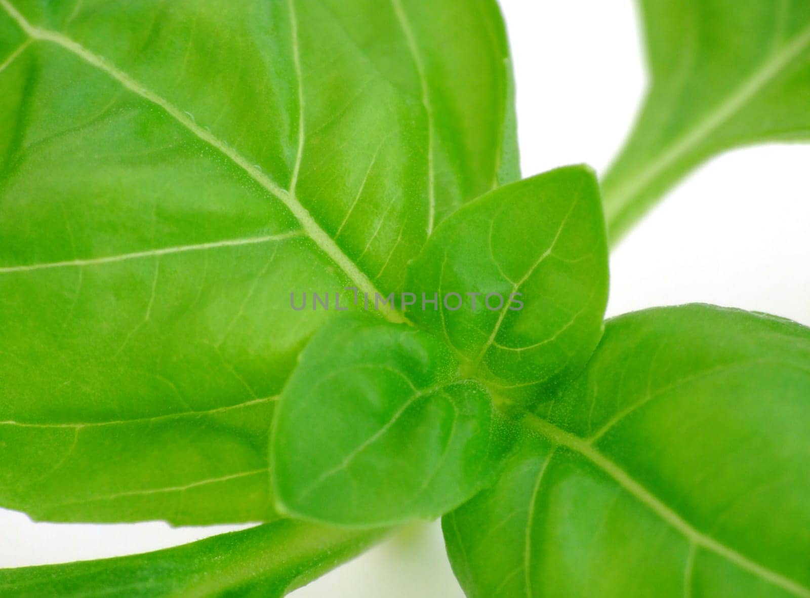 Basil
