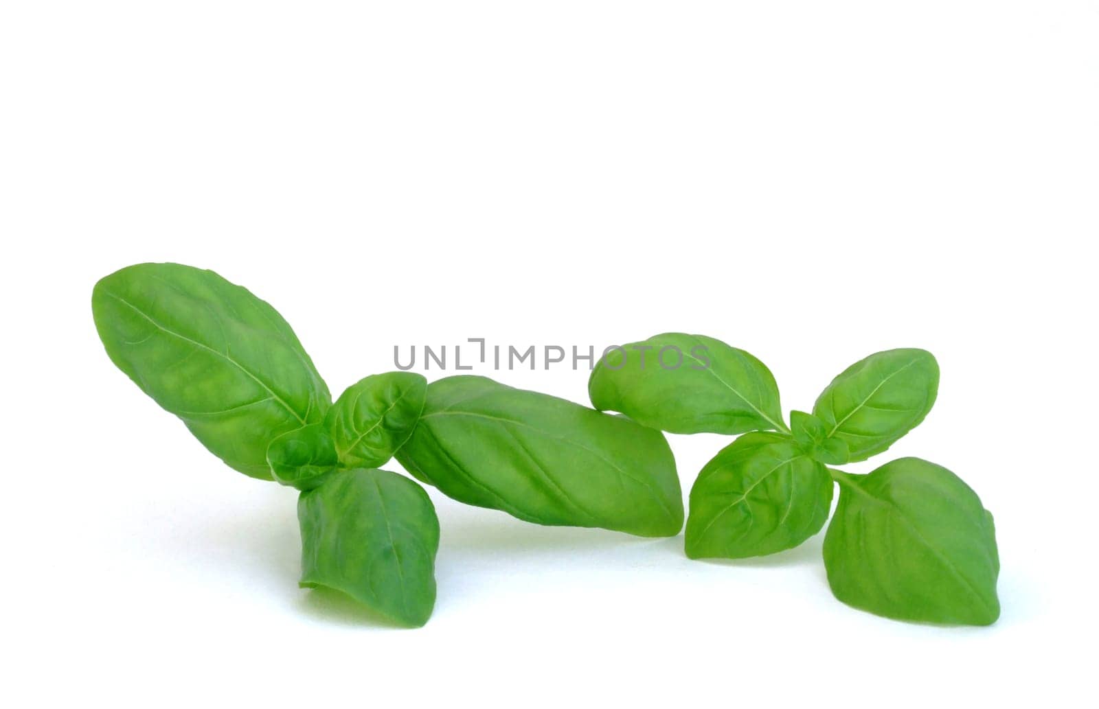 Basil