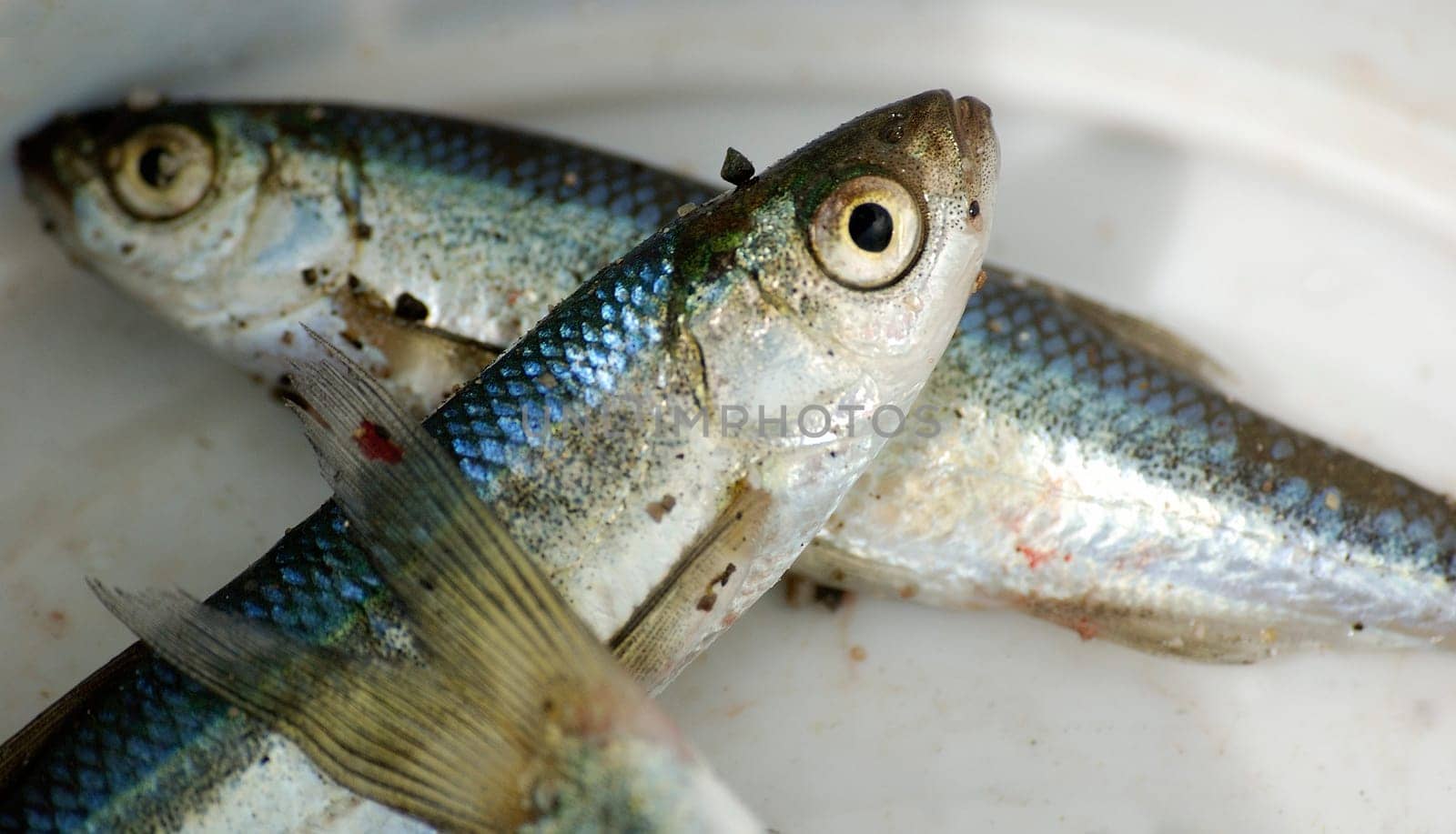 Fisherman's luck