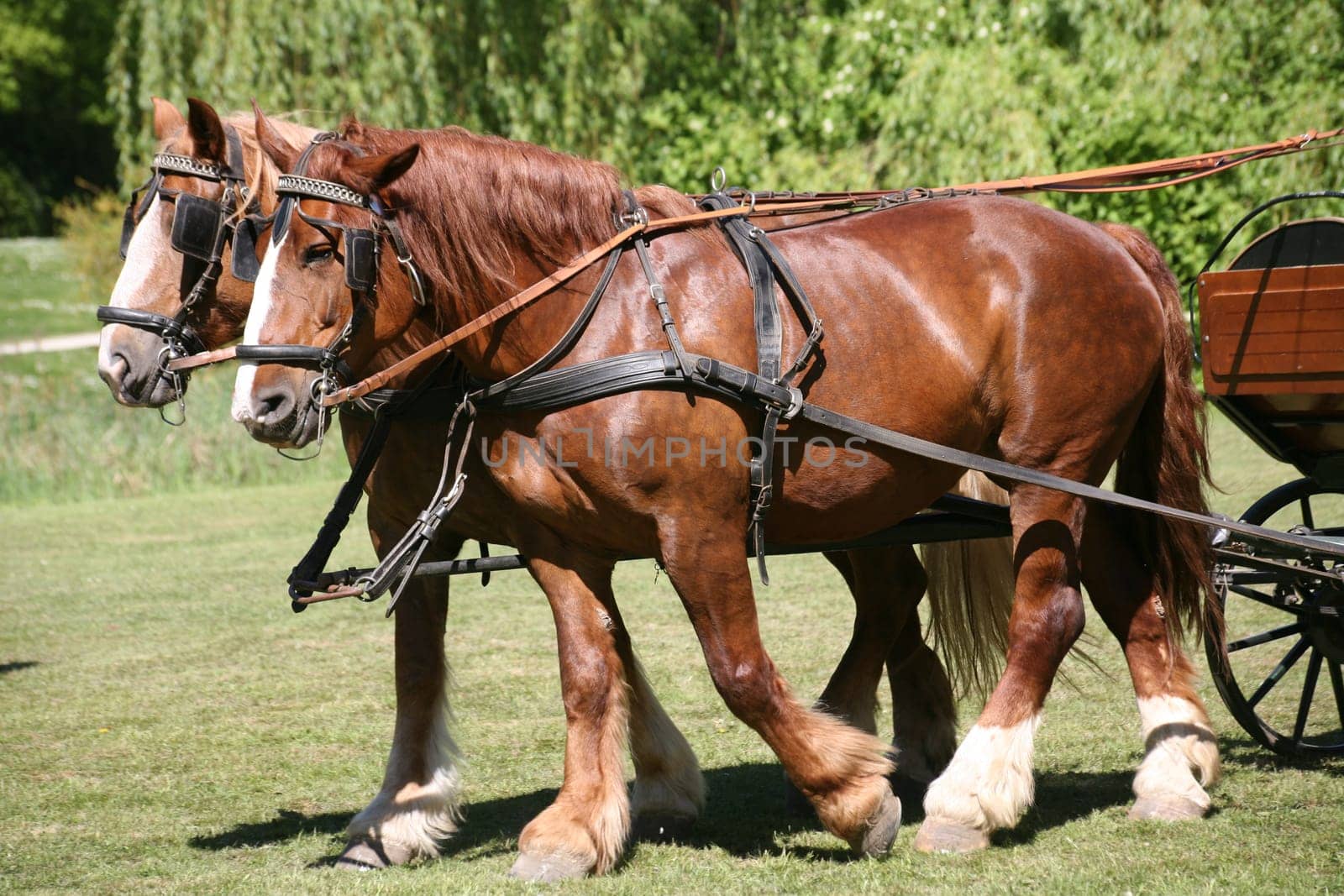 Carriage horses