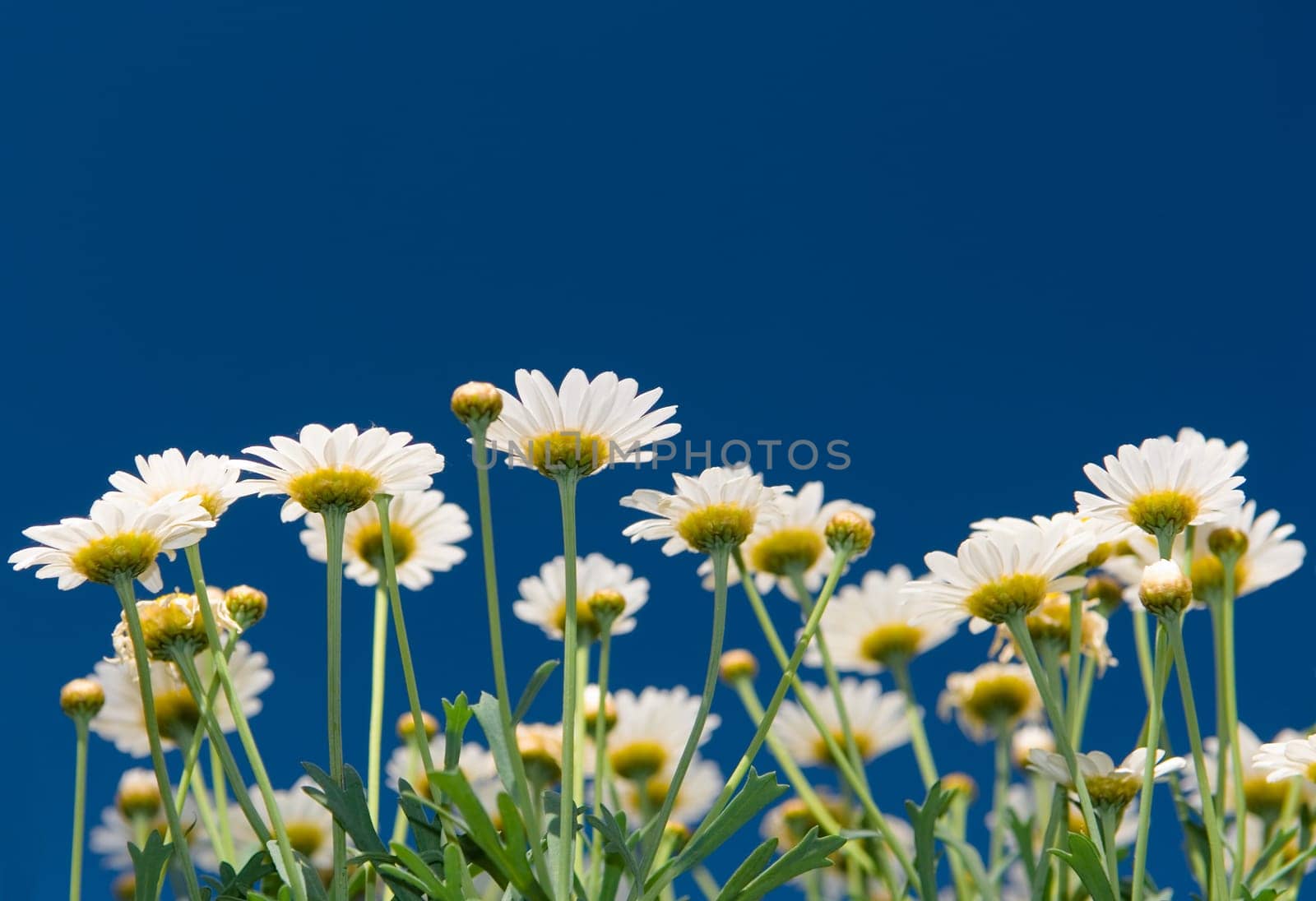 Garden flowers