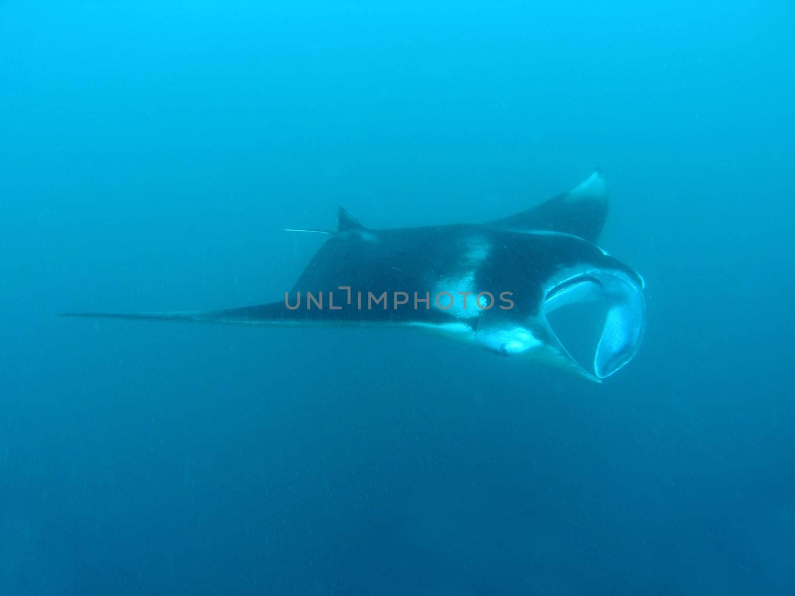 Manta rays filtering plankton.