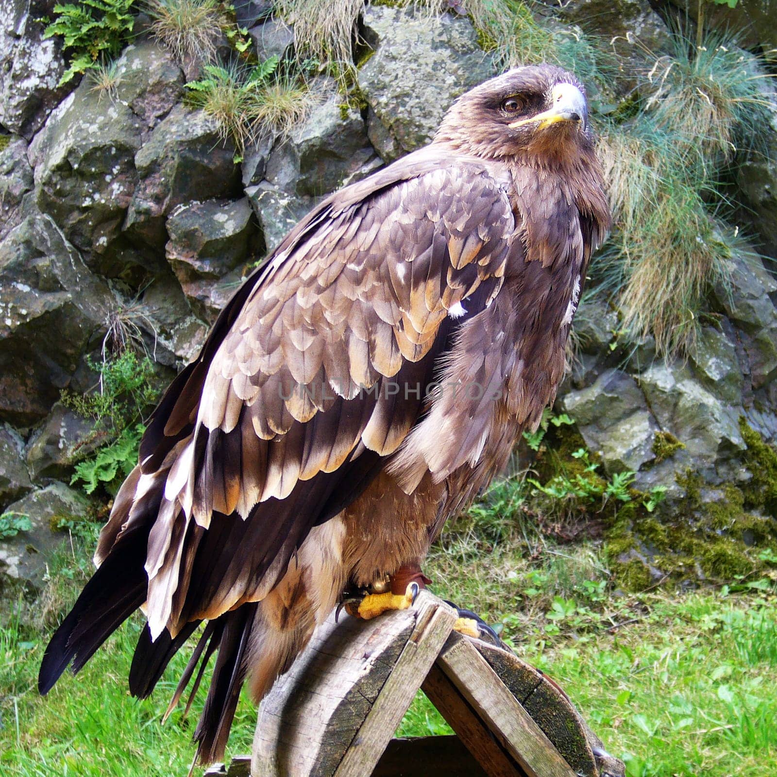 Eagle bird