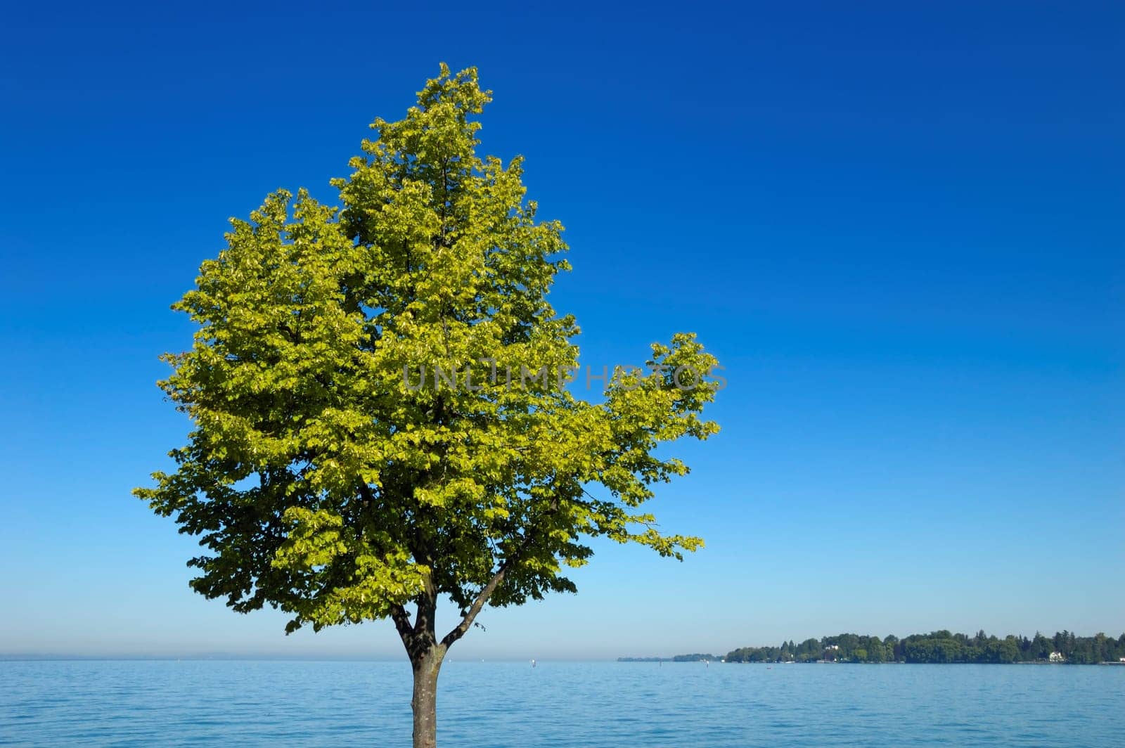 Green tree,blue sky,lake