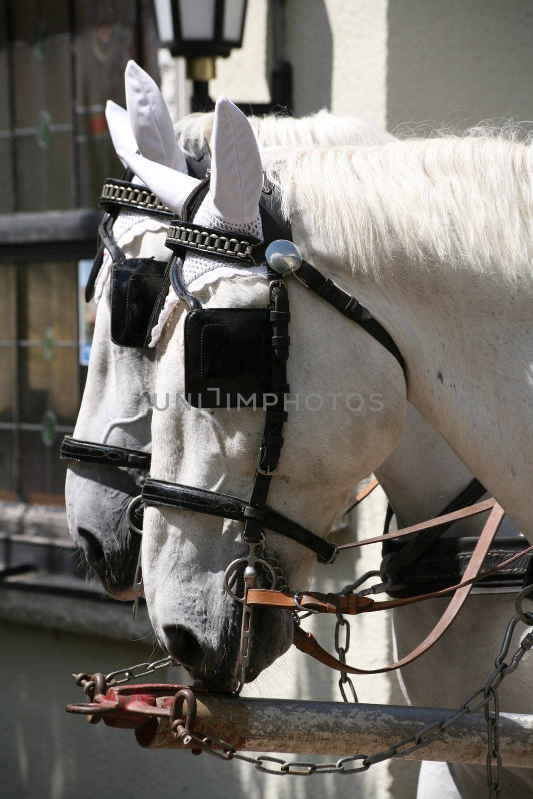 Carriage horses
