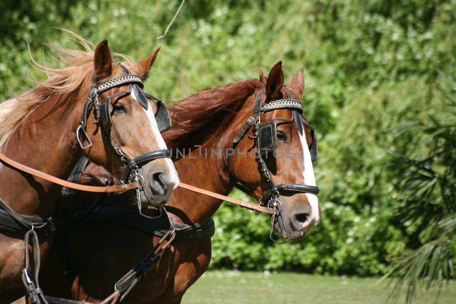 Carriage horses