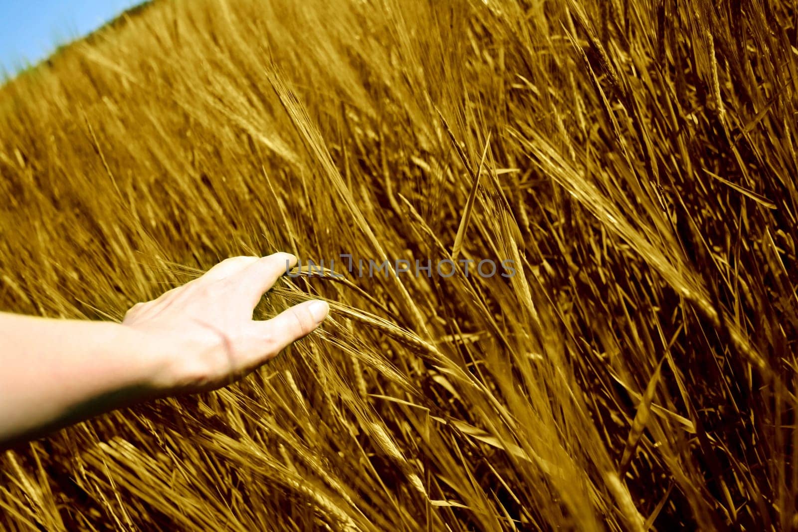 golden grain